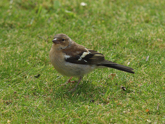 20110701-Garden Birds-Q7011962