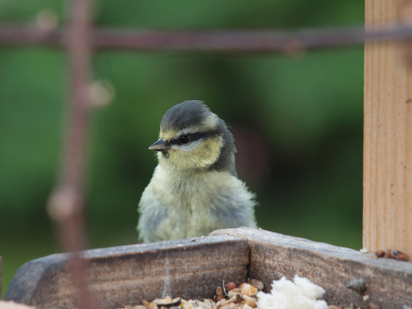 20110704-Garden-Q7042022