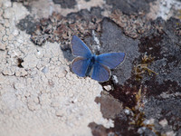 20110713-Port Luinge-Q7132172