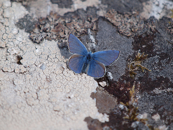 20110713-Port Luinge-Q7132172