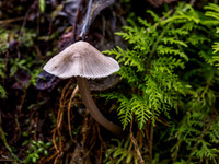 Mushroom