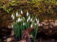 Snowdrops