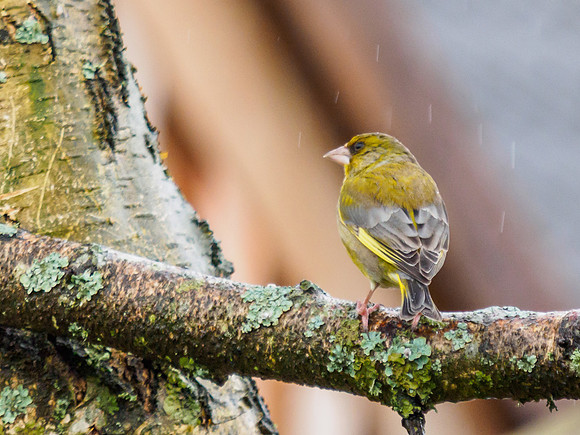 20160221-Garden Birds-EM520019