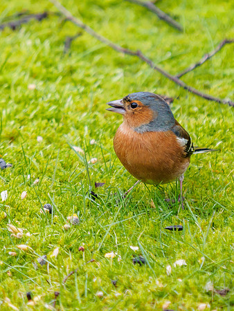 20160221-Garden Birds-EM520013