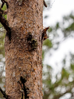 Sciurus vulgaris