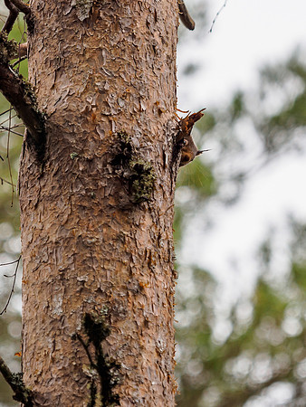Sciurus vulgaris