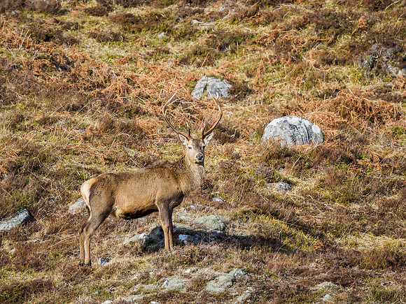 Glen Cannich