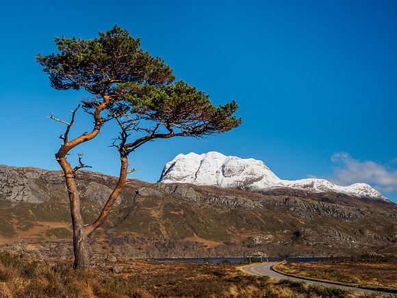 Scots Pine and Slioch