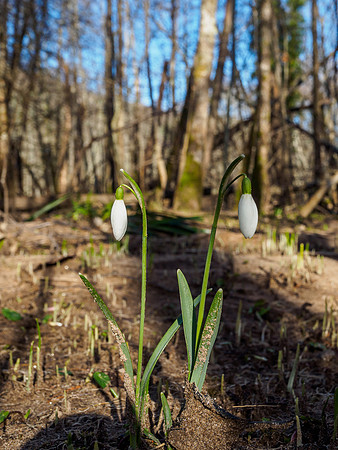 Woodland Snowdrops