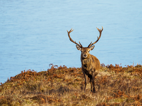 Glen Cannich