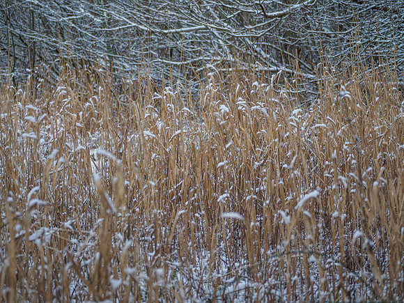 20160214-Urquhart Bay Wood-EM520118