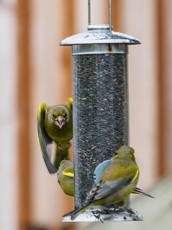 20160221-Garden Birds-EM520033