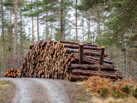 Forestry