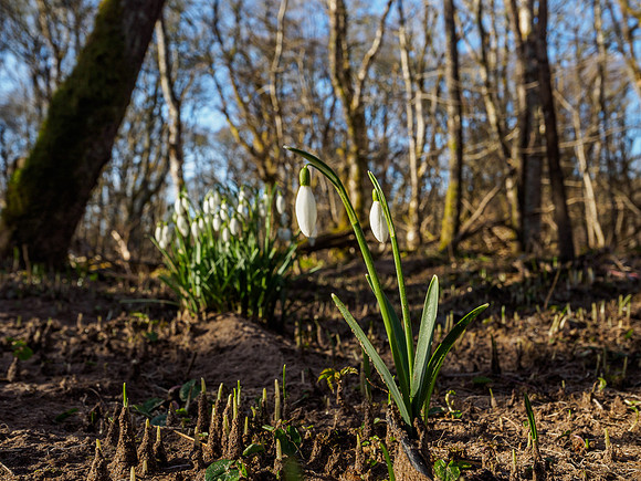 Woodland Snowdrops