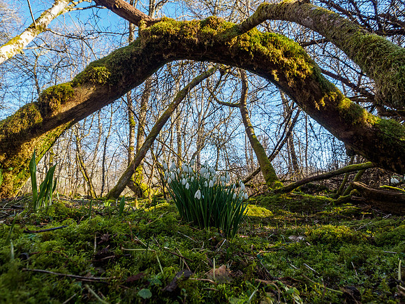 Woodland Snowdrops