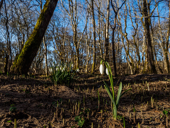 Woodland Snowdrops