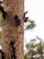 Sciurus vulgaris