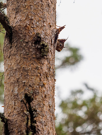Sciurus vulgaris