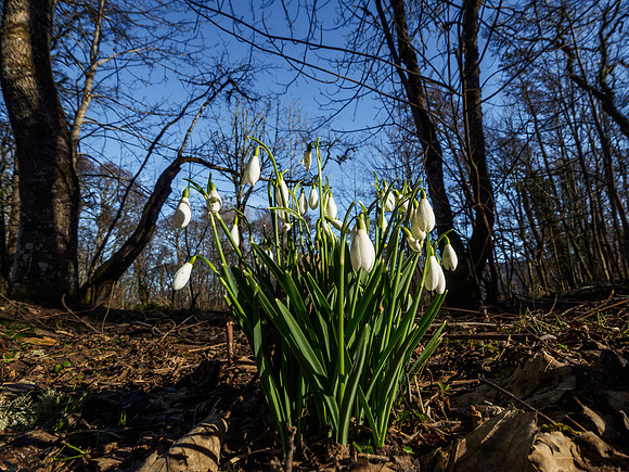 Woodland Snowdrops