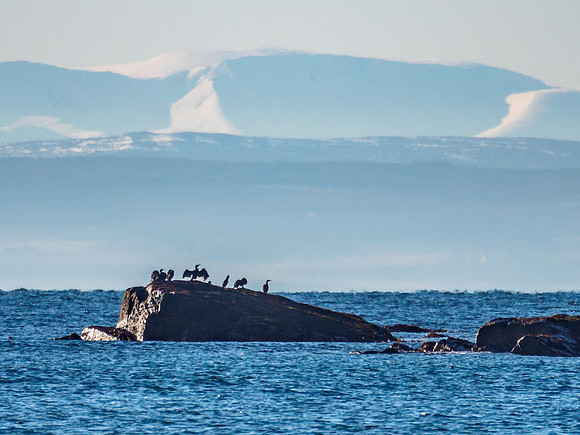 Cormorant Rock