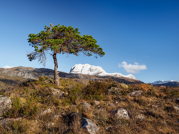 Scots Pine and Slioch