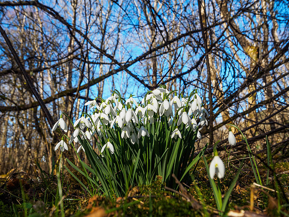 Woodland Snowdrops