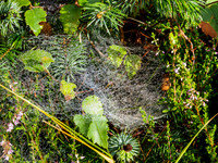 Corrimony Cobwebs
