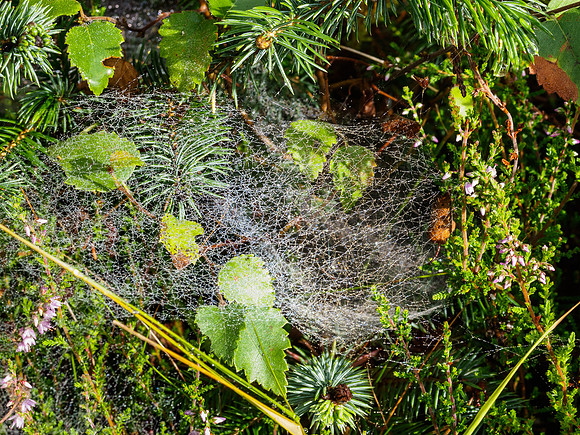 Corrimony Cobwebs