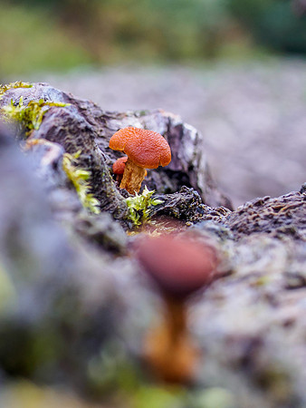 Woodland Fungi 3
