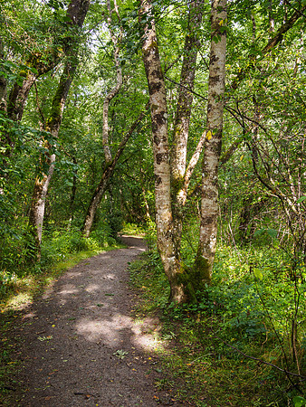Urquhart Bay Wood 3