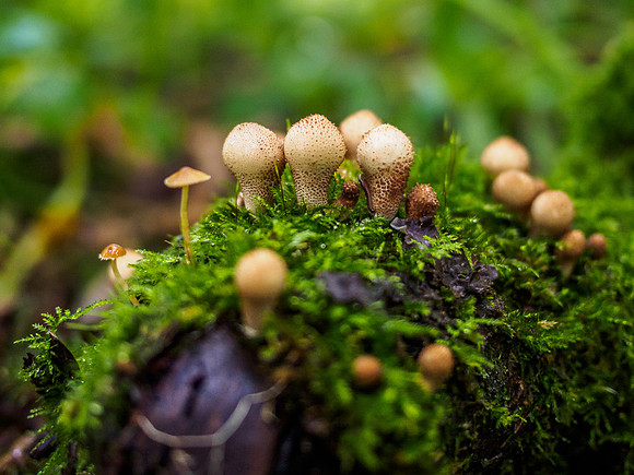 Woodland Fungi 1