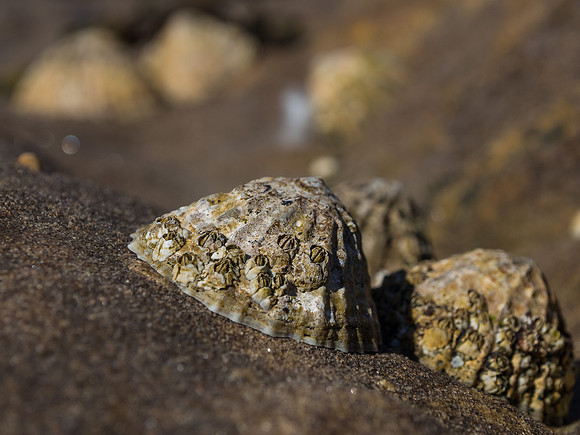 Limpets