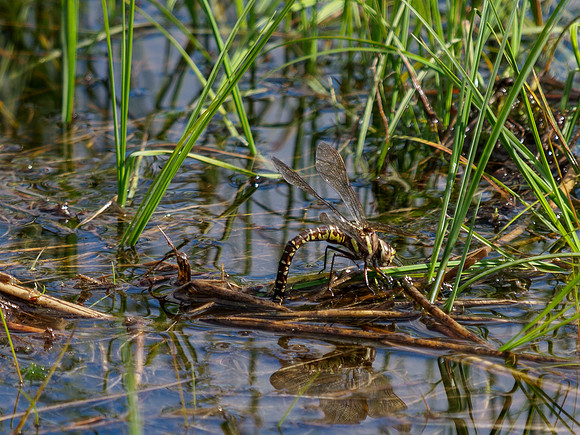 Dragonfly 1