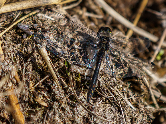 Dragonfly 2