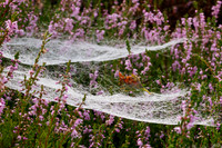 Corrimony Cobwebs