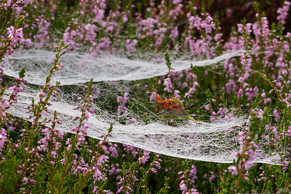 Corrimony Cobwebs