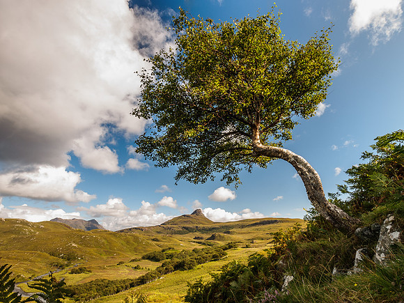 Wonky Tree
