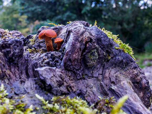 Woodland Fungi 2