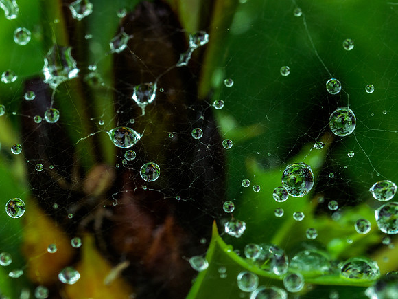 Wet Web 1