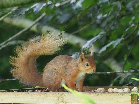 Red Squirrel (Sciurus vulgaris)