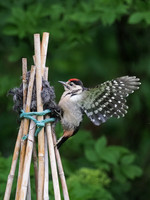 Juvenile Great Spotted Woodpecker (Dendrocopos major)