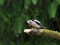 20200615-Woodpecker-EM124253