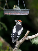20200610-Garden Birds-EM123573