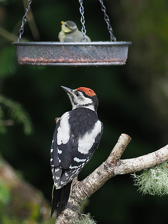 20200610-Garden Birds-EM123573