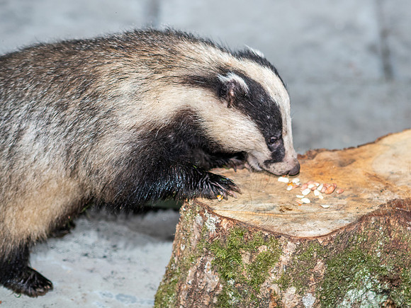 Badger (Meles meles)