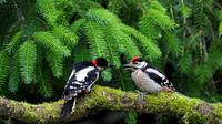 Great Spotted Woodpecker (Dendrocopos major)