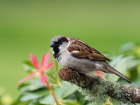 20200614-Garden Birds-124032