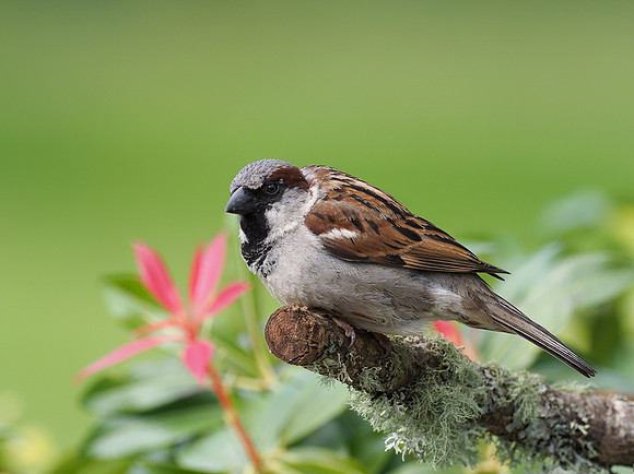 20200614-Garden Birds-124032
