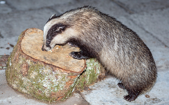 20200620-Night Time Feeding-EM124912