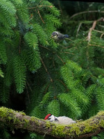 20200615-Woodpecker-EM124155